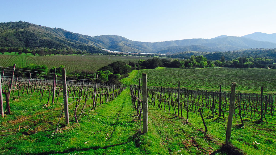 Chilean vineyards