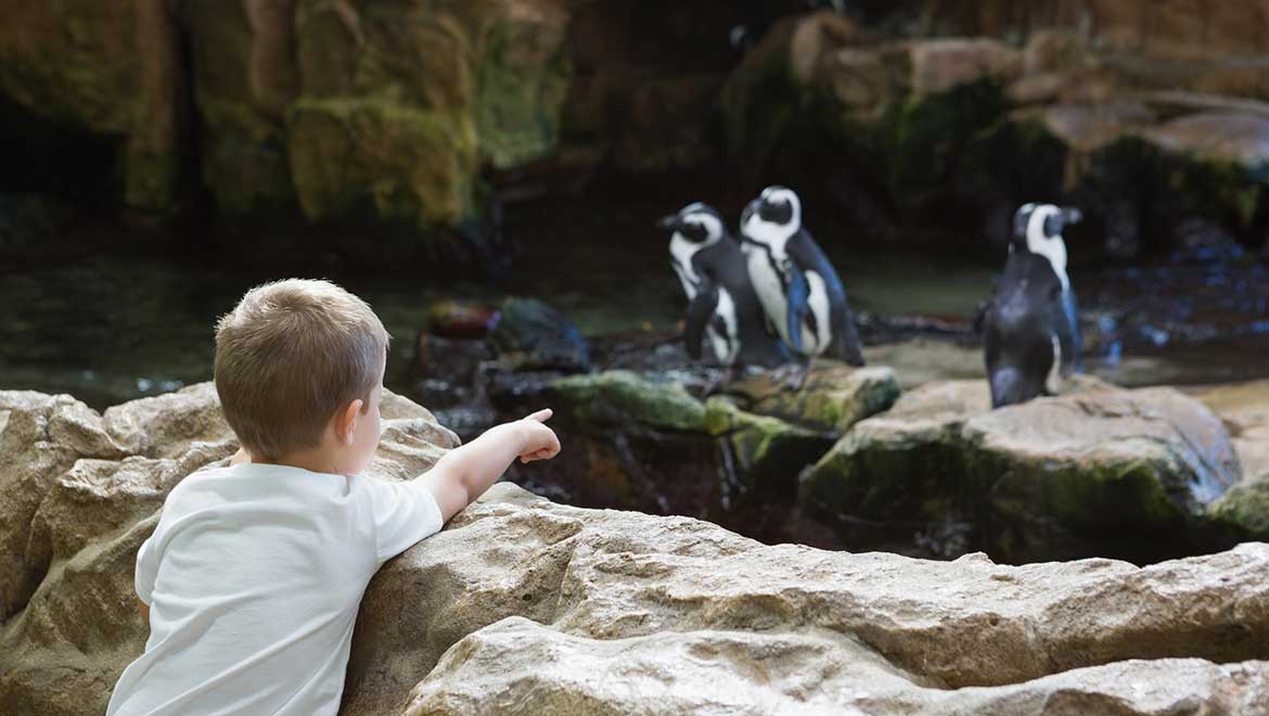 Kid looking at pengquins