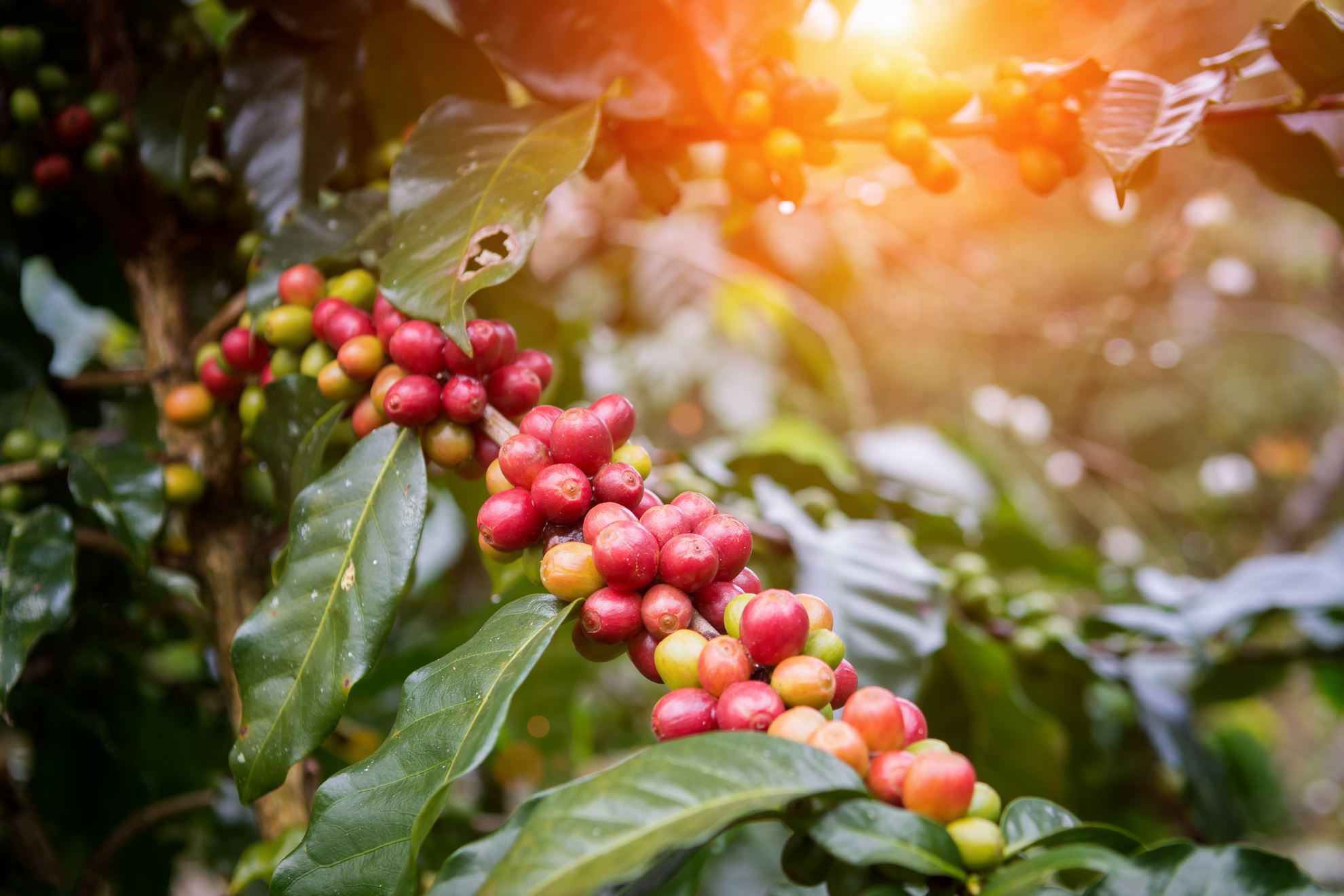 Ripe coffee beans