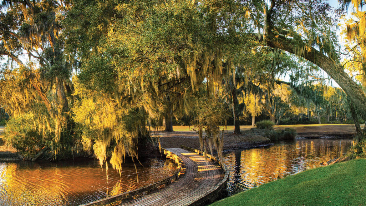 Tree Canopies at Amelia Island