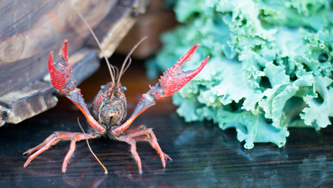 fish to fork crawfish