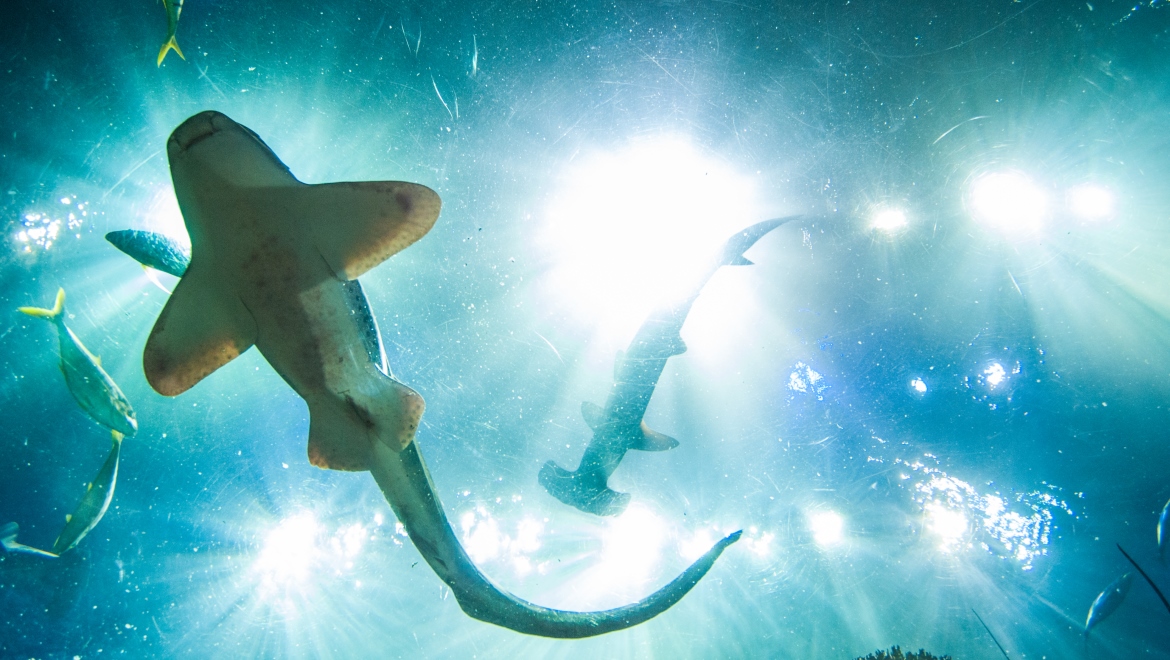 Georgia Aquarium