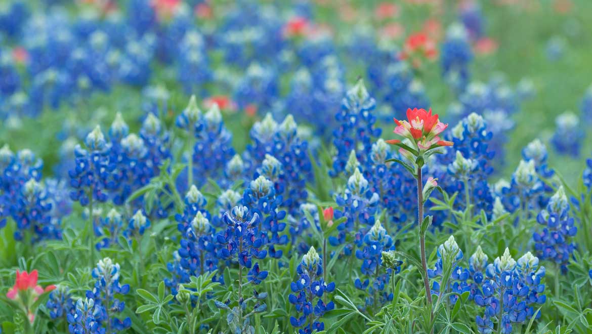 Lady Bird Johnson Wildflower Center Package