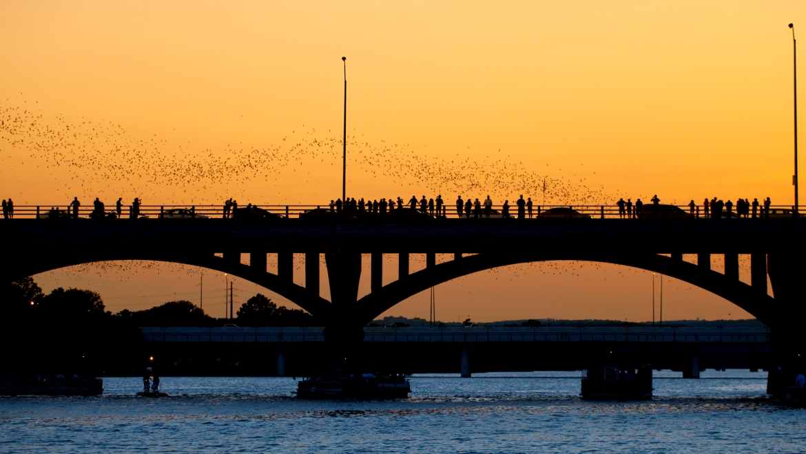 Omni Austin Hotel at Southpark Congress Street Bridge Bat Attraction