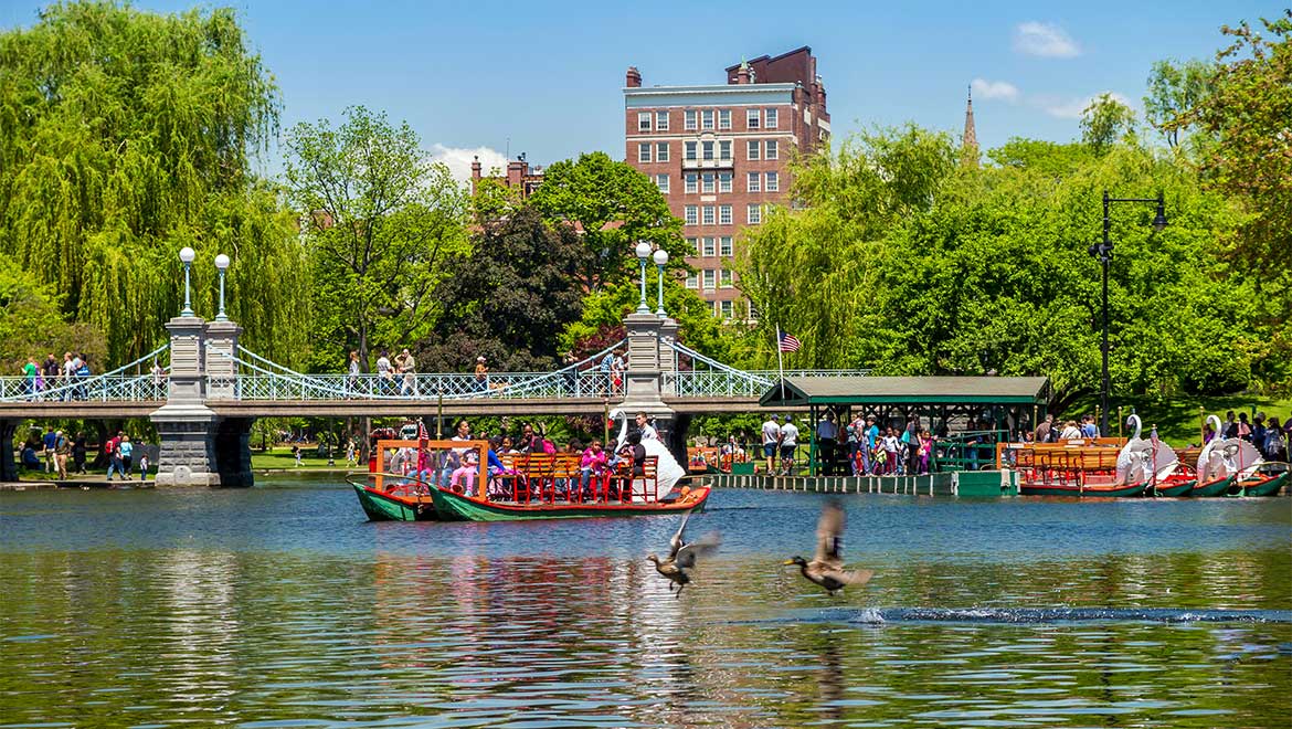 Swan boats