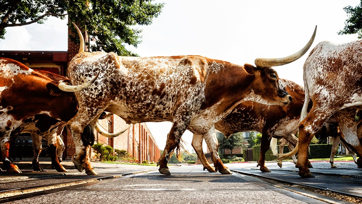 Cattle drive in the Fort Worth Stockyards