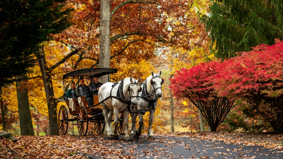 The Magic of The Homestead 