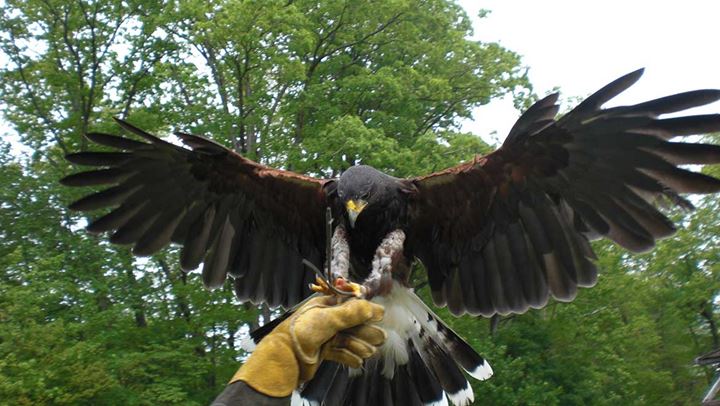 Falconry