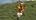 Zip line